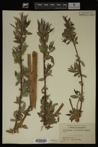 Image Associated With the Occurrence