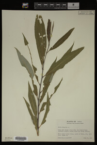 Salix fragilis image