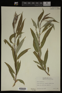 Salix fragilis image