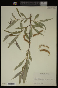 Salix fragilis image