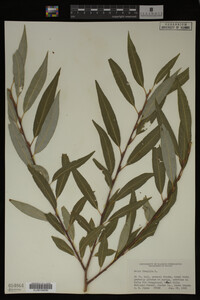 Salix fragilis image