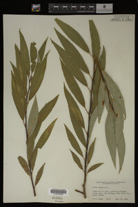 Salix fragilis image