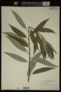 Salix fragilis image