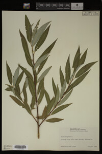 Salix fragilis image