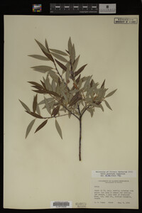 Image Associated With the Occurrence
