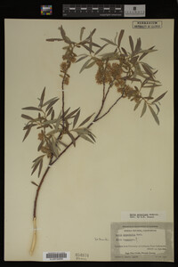 Image Associated With the Occurrence