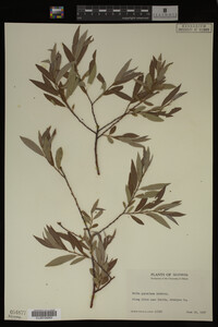 Salix geyeriana image