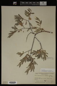 Salix geyeriana image
