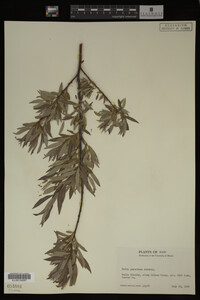 Image Associated With the Occurrence