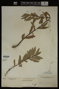 Image Associated With the Occurrence