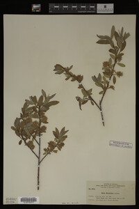 Image Associated With the Occurrence