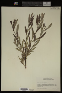 Image Associated With the Occurrence