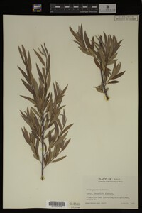 Image Associated With the Occurrence