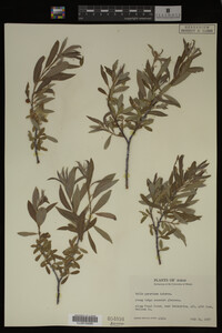 Salix geyeriana image