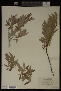 Image Associated With the Occurrence