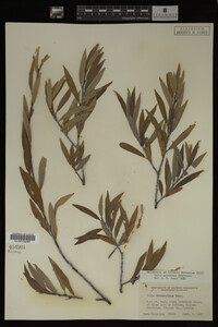 Salix geyeriana image