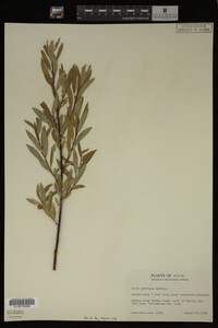 Salix geyeriana image