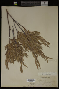 Salix geyeriana image