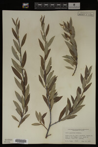 Image Associated With the Occurrence