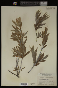 Salix geyeriana image