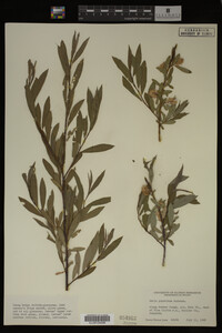 Salix geyeriana image