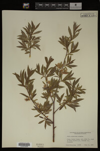 Salix geyeriana image