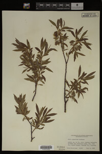Salix geyeriana image