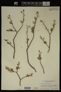 Salix geyeriana image