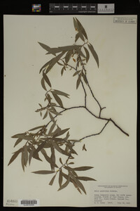 Salix geyeriana image