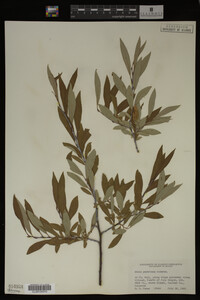 Salix geyeriana image