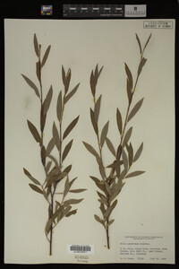 Salix geyeriana image