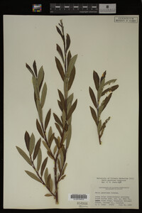 Image Associated With the Occurrence