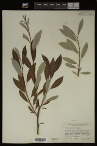 Image Associated With the Occurrence