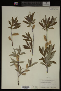 Image Associated With the Occurrence