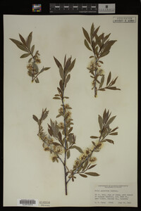 Salix geyeriana image