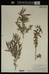 Salix geyeriana image