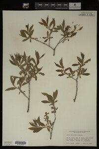 Salix geyeriana image