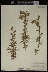 Salix geyeriana image