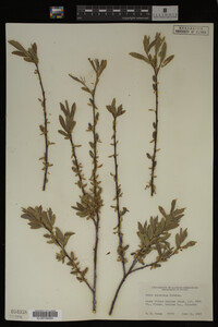 Salix geyeriana image
