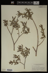 Image Associated With the Occurrence