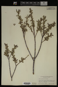 Salix geyeriana image