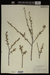 Image Associated With the Occurrence