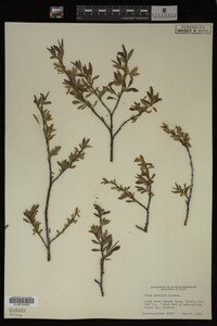 Salix geyeriana image