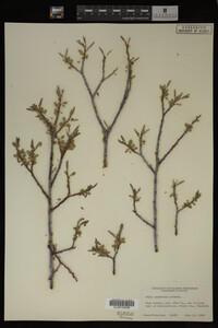Image Associated With the Occurrence