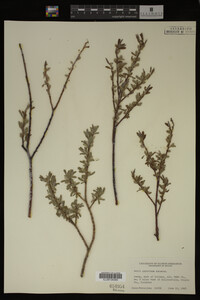 Salix geyeriana image