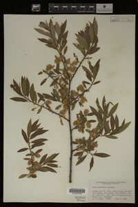 Salix geyeriana image