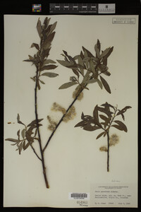 Salix geyeriana image