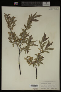 Salix geyeriana image