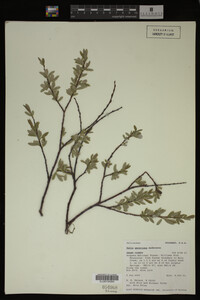 Image Associated With the Occurrence