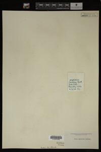 Salix geyeriana image